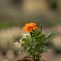 Marigold – Safari Tangerine – 4″ Pot